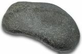 Fossil Whale Ear Bone - South Carolina #248401-1